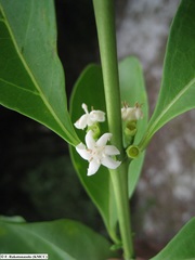 Tricalysia dauphinensis image