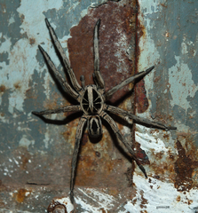 Lycosinae