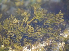 Cystoseira humilis