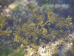 Cystoseira humilis