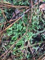Selaginella ludoviciana