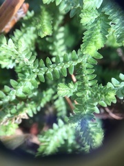 Selaginella ludoviciana