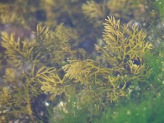 Cystoseira humilis
