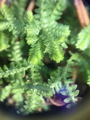 Selaginella ludoviciana