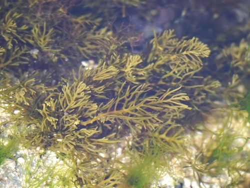 Representative image of Cystoseira humilis