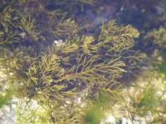 Cystoseira humilis