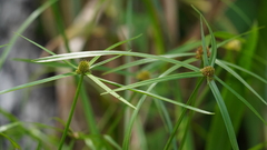 Cyperus aromaticus