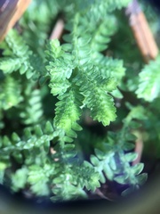 Selaginella ludoviciana