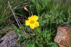 Oxalis californica