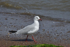 Chroicocephalus cirrocephalus