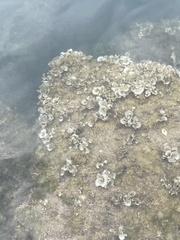 Padina pavonica