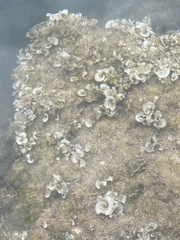 Padina pavonica
