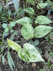 Epipremnum aureum