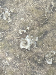 Padina pavonica