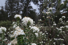 Pimelea nivea