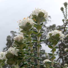 Pimelea nivea