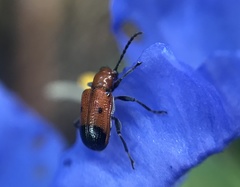 Neolema dorsalis