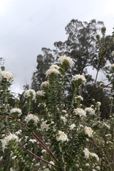 Pimelea nivea