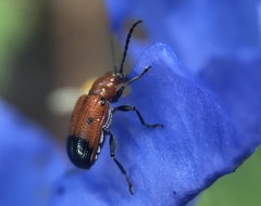 Neolema dorsalis