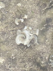 Padina pavonica