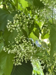 Mikania micrantha