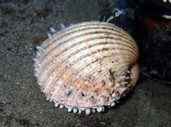 Acanthocardia deshayesii