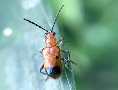 Neolema dorsalis