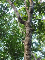 Drypetes diversifolia