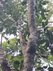 Drypetes diversifolia