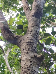 Drypetes diversifolia