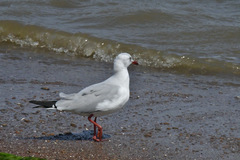 Chroicocephalus cirrocephalus