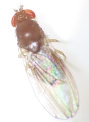 Drosophila tripunctata