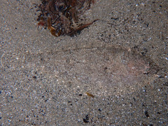 Arnoglossus laterna