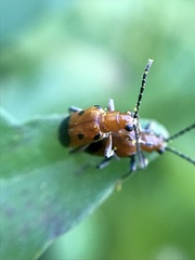 Neolema dorsalis