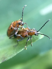 Neolema dorsalis