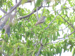 Myiarchus venezuelensis