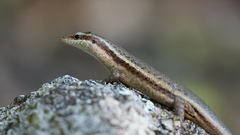 Trachylepis sechellensis