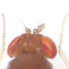 Drosophila tripunctata