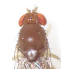Drosophila tripunctata
