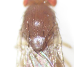 Drosophila tripunctata