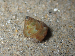 Calliostoma lusitanicum