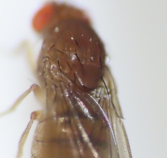 Drosophila tripunctata