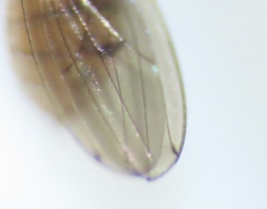 Drosophila tripunctata