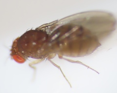Drosophila tripunctata