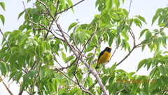 Euphonia trinitatis