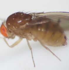 Drosophila tripunctata
