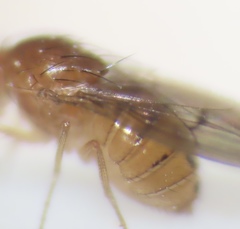 Drosophila tripunctata
