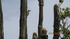 Melanerpes rubricapillus