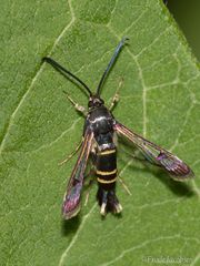Synanthedon rhododendri