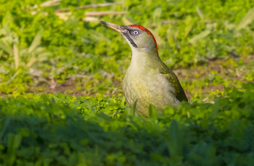 Iberian Green Woodpecker